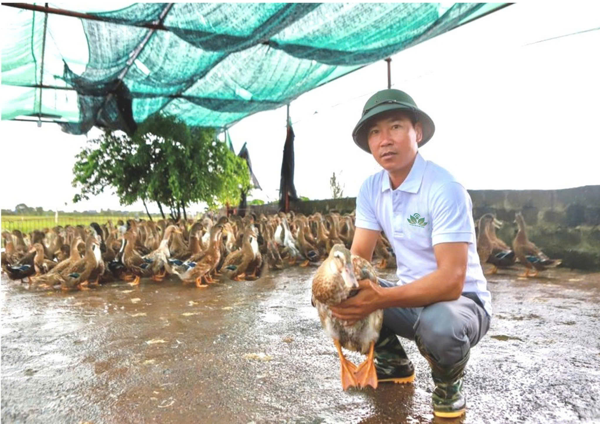 Người chăn nuôi chăm sóc vịt biển Đông Xuyên